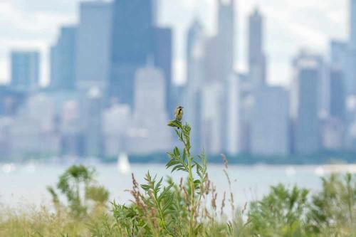 Meadowlark Meadowlark