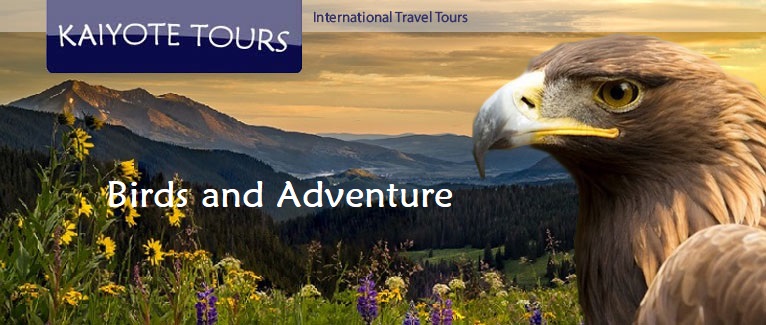 Kaiyote Tours Birding Kaiyote Tours Birding